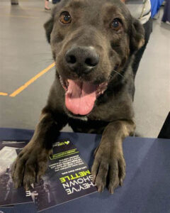 Read more about the article Paws and Stripes